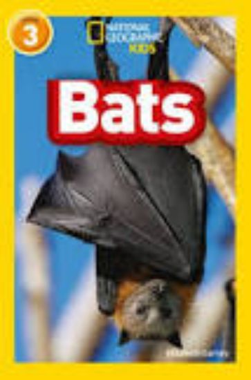 Picture of Bats Level 3