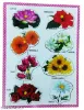 Picture of Flowers Peg Board