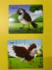 Picture of Birds... Puzzles