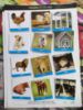 Picture of Animals Young Ones Homes (Activity Sheets ) 