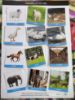 Picture of Animals Young Ones Homes (Activity Sheets ) 