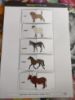 Picture of 2 Piece Puzzle Activity Sheets) 