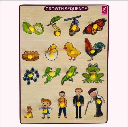 Picture of Growth Sequence Peg Board 