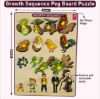 Picture of Growth Sequence Peg Board 