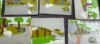 Picture of Hare And The Tortoise Story Board